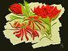 Click image for larger version

Name:	red flowers on black background.jpg
Views:	1421
Size:	20.3 KB
ID:	829