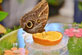 'Eat' Theme - Owl Butterfly on Orange