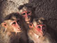 'Exotic' Theme - Monkeys, Hampi, India